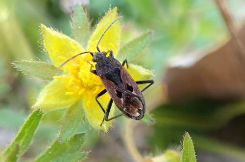 Réf. 322 729 : Rhyparochromus pini